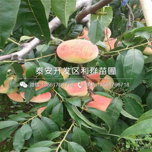 世纪之星桃树品种介绍图片